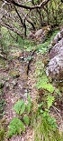 Plants: image 64 Of 208 Thumb